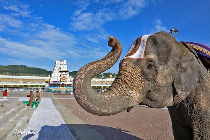 ELEPHANT-INFRONT-OF-TEMPLE-720x480