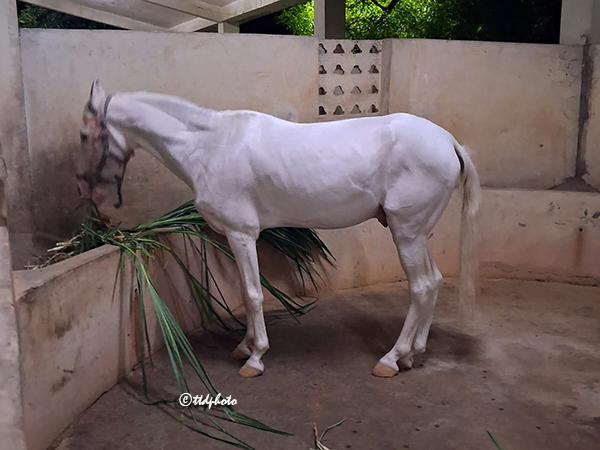 DONATION-OF-HORSE-TO-TTD1